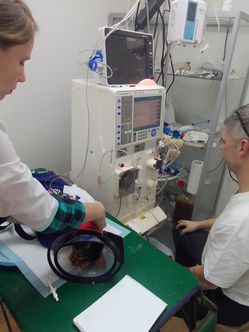 Кошка на процедуре гемодиализа в ветклинике Ветлайф
